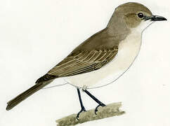 Pale Flycatcher