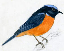 Rufous-bellied Niltava