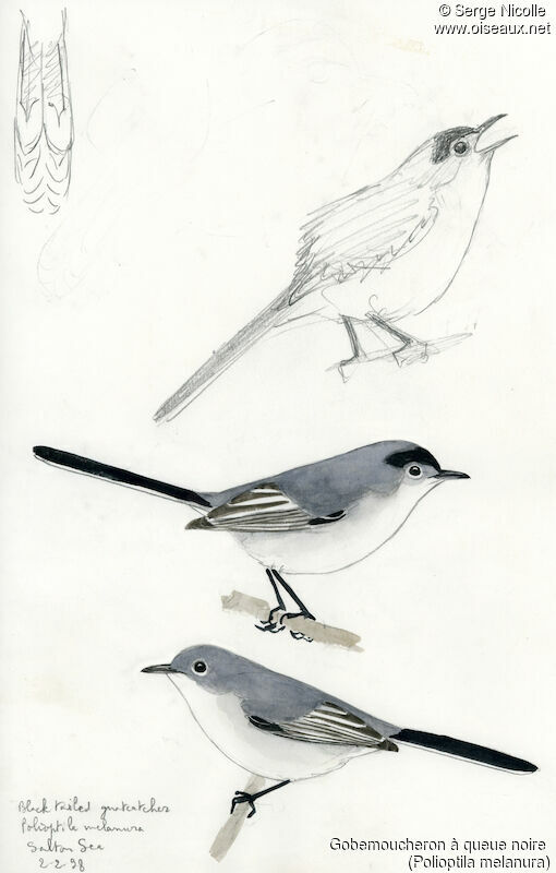 Black-tailed Gnatcatcher, identification