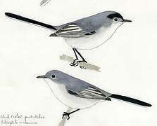 Black-tailed Gnatcatcher