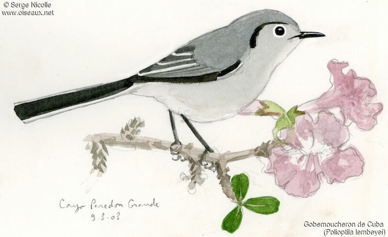 Cuban Gnatcatcher, identification