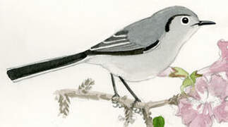 Cuban Gnatcatcher