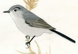 Blue-grey Gnatcatcher