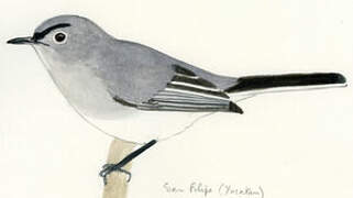 Blue-grey Gnatcatcher