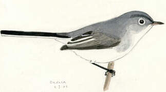 Blue-grey Gnatcatcher