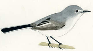 Blue-grey Gnatcatcher