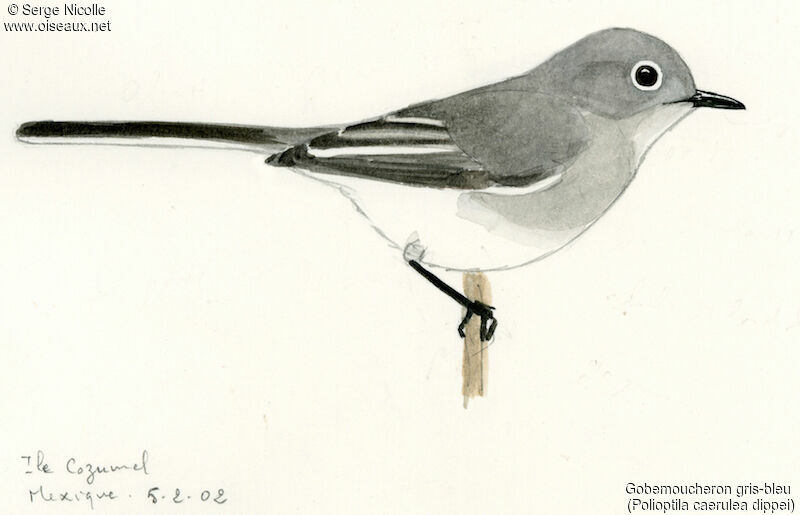 Blue-grey Gnatcatcher female, identification