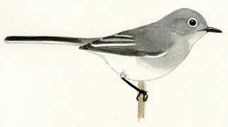 Blue-grey Gnatcatcher