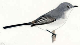 Blue-grey Gnatcatcher