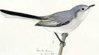 Masked Gnatcatcher