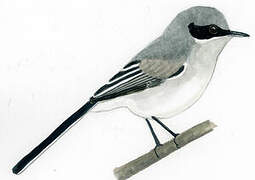 Masked Gnatcatcher