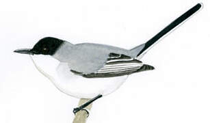 Tropical Gnatcatcher