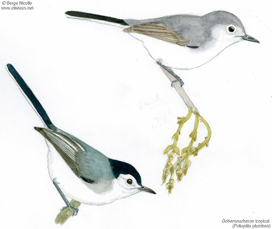 Tropical Gnatcatcher , identification