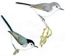 Tropical Gnatcatcher