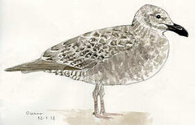 Glaucous-winged Gull