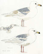 Glaucous-winged Gull