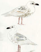 Glaucous-winged Gull