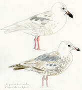 Glaucous-winged Gull