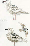 Glaucous-winged Gull