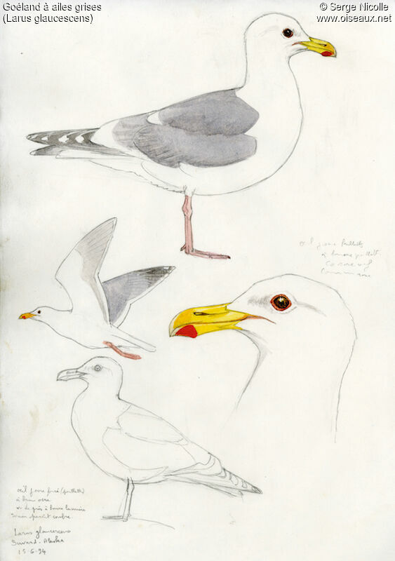 Goéland à ailes grises, identification