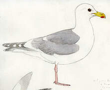 Glaucous-winged Gull