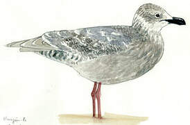 Glaucous-winged Gull