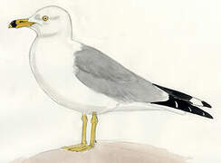 Ring-billed Gull