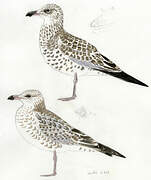 Ring-billed Gull