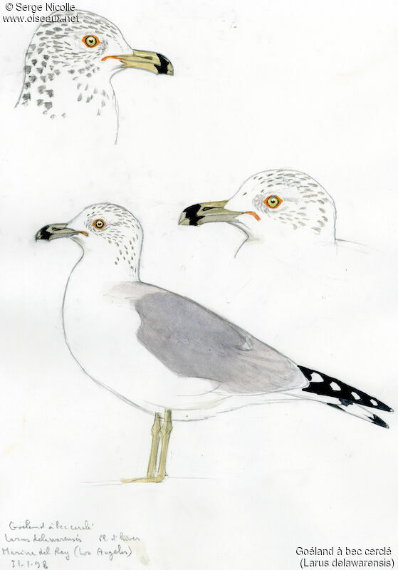 Ring-billed Gull, identification