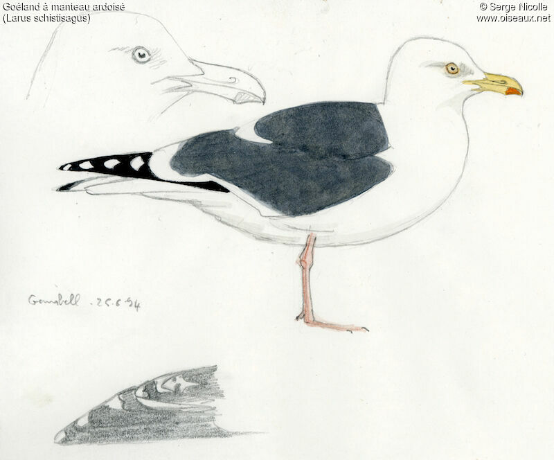 Slaty-backed Gull, identification