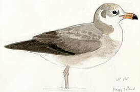 Black-tailed Gull