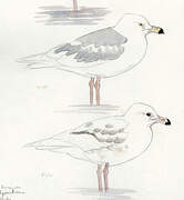 Glaucous Gull