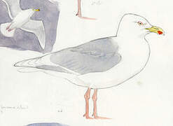 Glaucous Gull