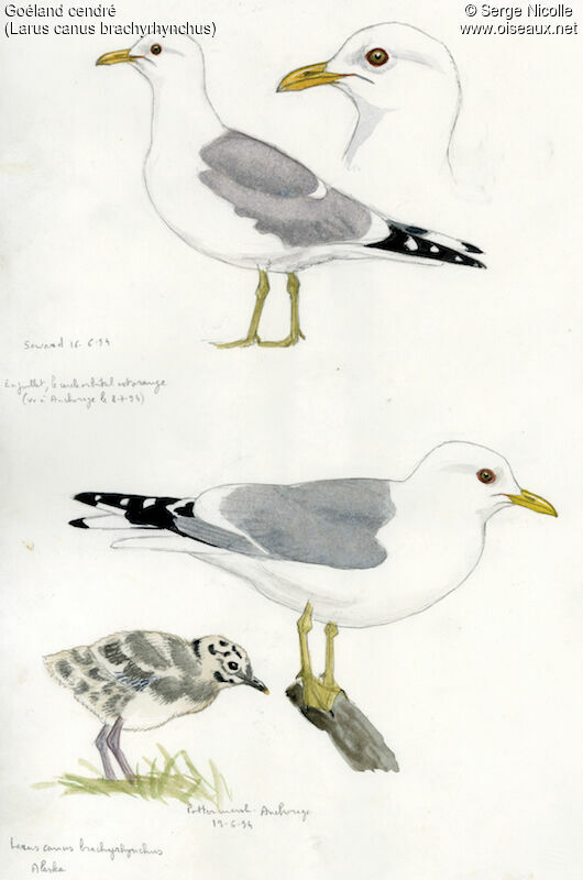 Common Gull, identification