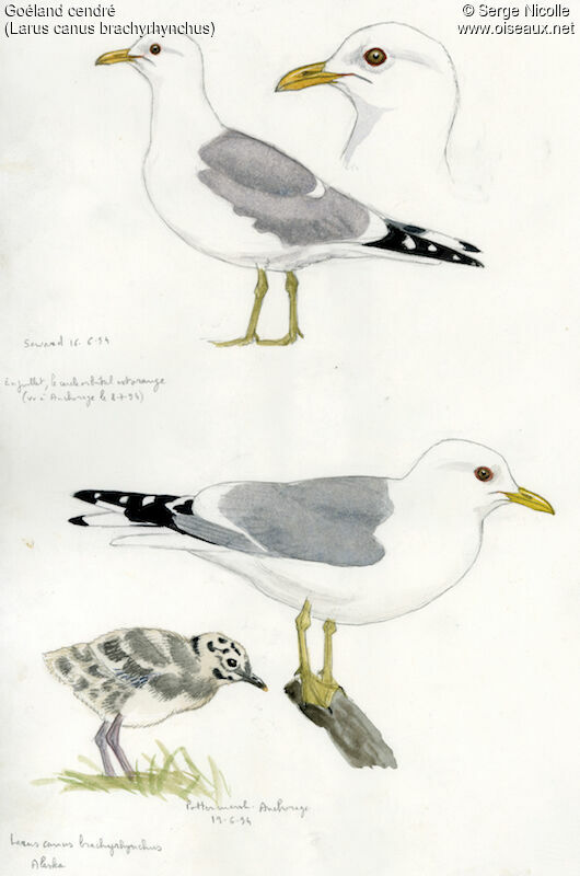 Common Gull, identification