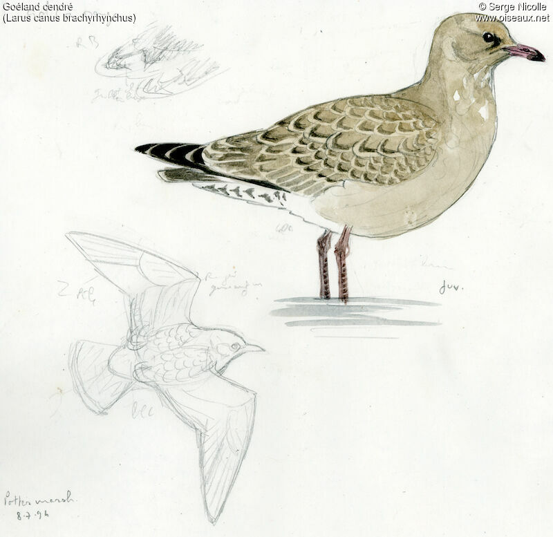 Mew Gulljuvenile