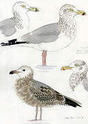 American Herring Gull