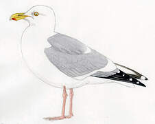 American Herring Gull