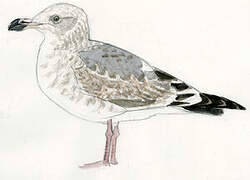 Western Gull