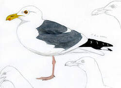 Western Gull