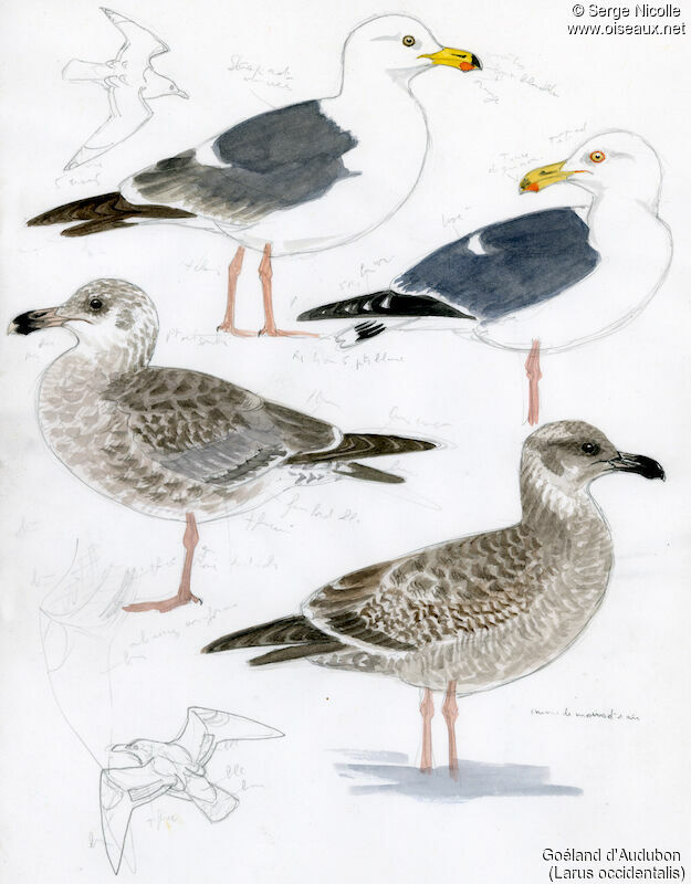 Goéland d'Audubon, identification