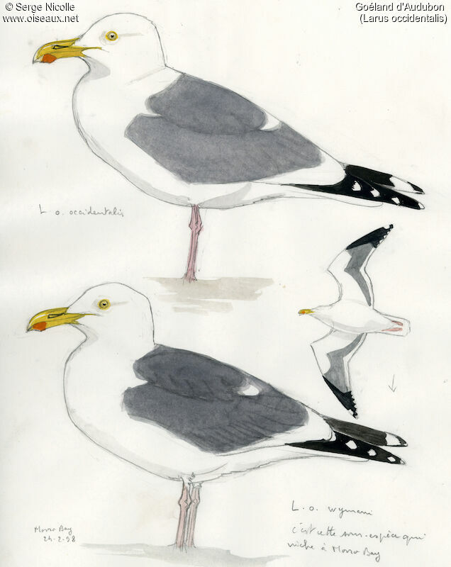 Western Gull, identification