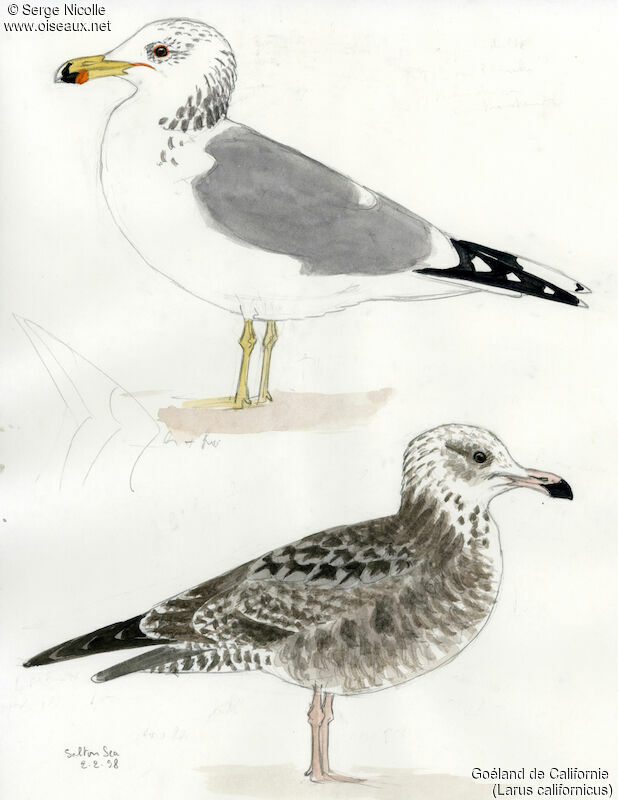 California Gull, identification