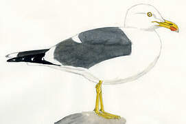 Yellow-footed Gull