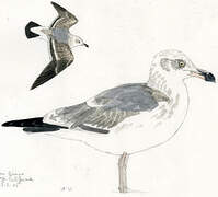 Yellow-footed Gull