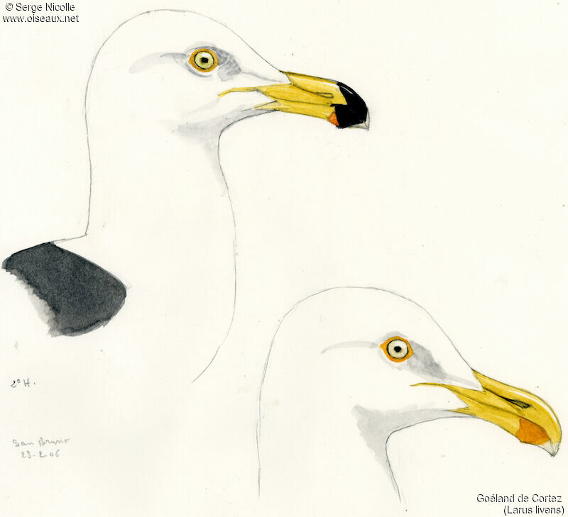 Yellow-footed Gull, identification