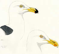 Yellow-footed Gull