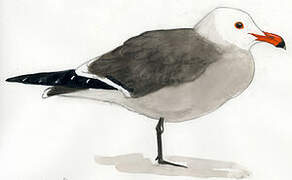 Heermann's Gull