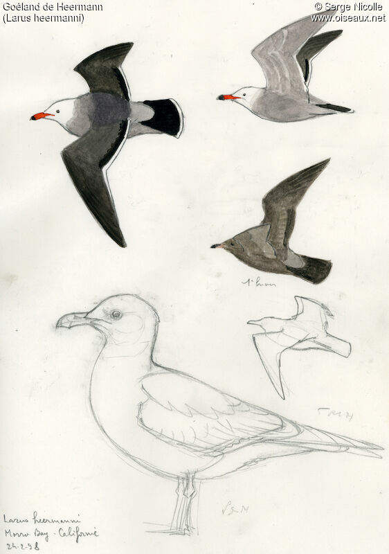 Heermann's Gull, identification