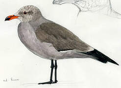 Heermann's Gull